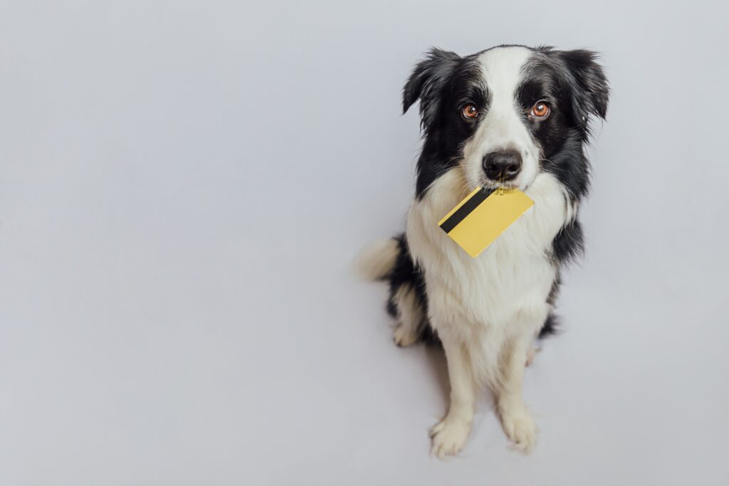 Dog holds a yellow credit card in its mouth while sitting on a white floor | Veterinarian loan financing