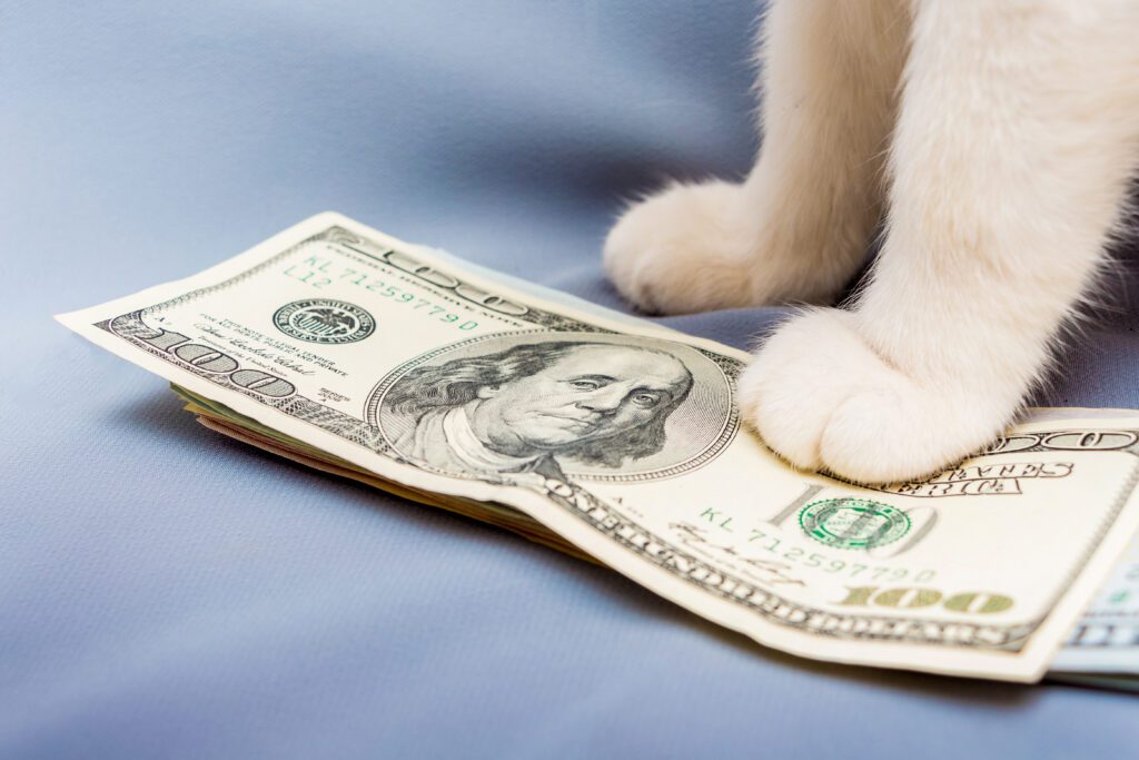 Cat paw standing on a stack of hundred-dollar bills | Veterinarian loan financing