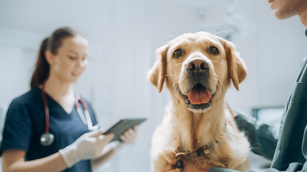 Golden Retriever smiles as vet technician reads chart in background | How to get a veterinary loan