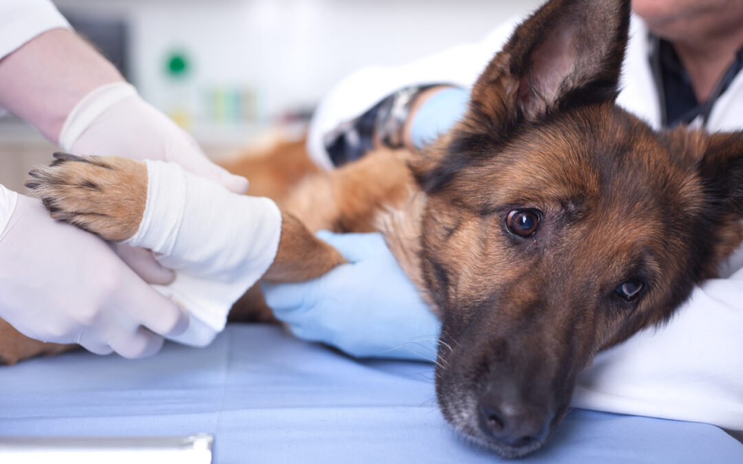7 Ways to Pay for Vet Bills in an Emergency