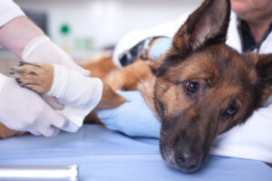 Vet wraps paw of German shepherd inside clinic | Ways to pay emergency vet bills