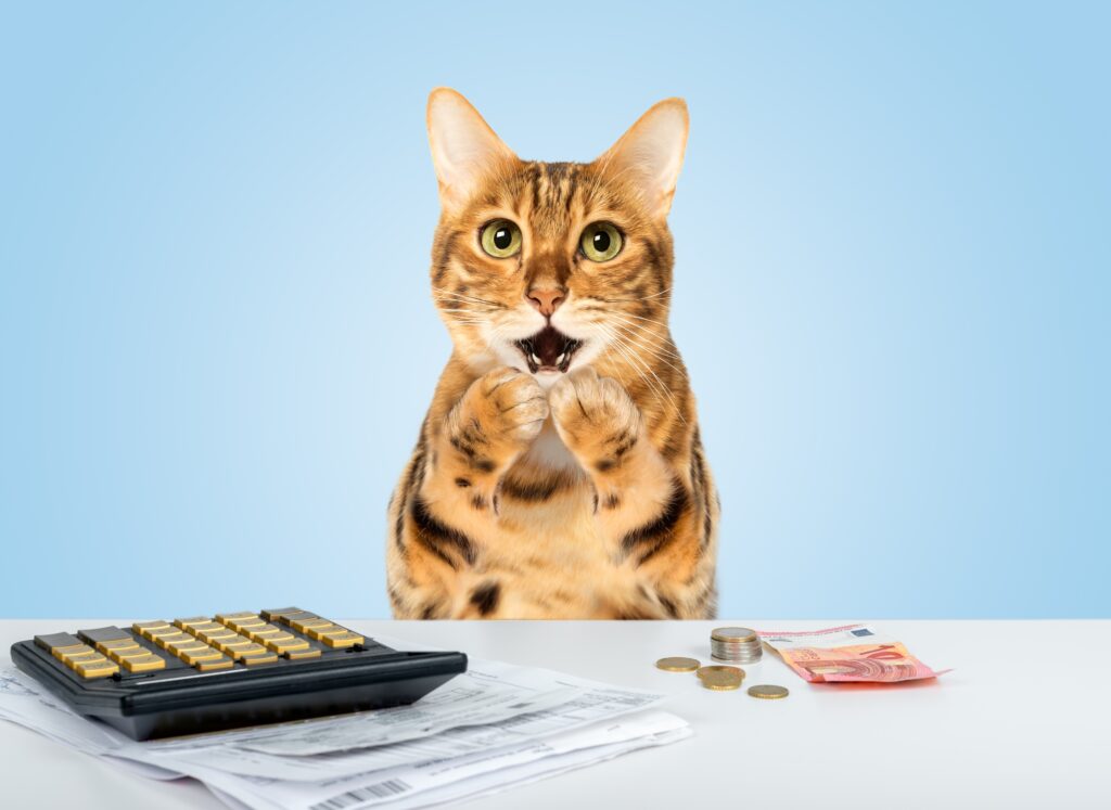Cat with shocked face sits next to calculator, bills, and coin stacks | How to get a veterinary loan