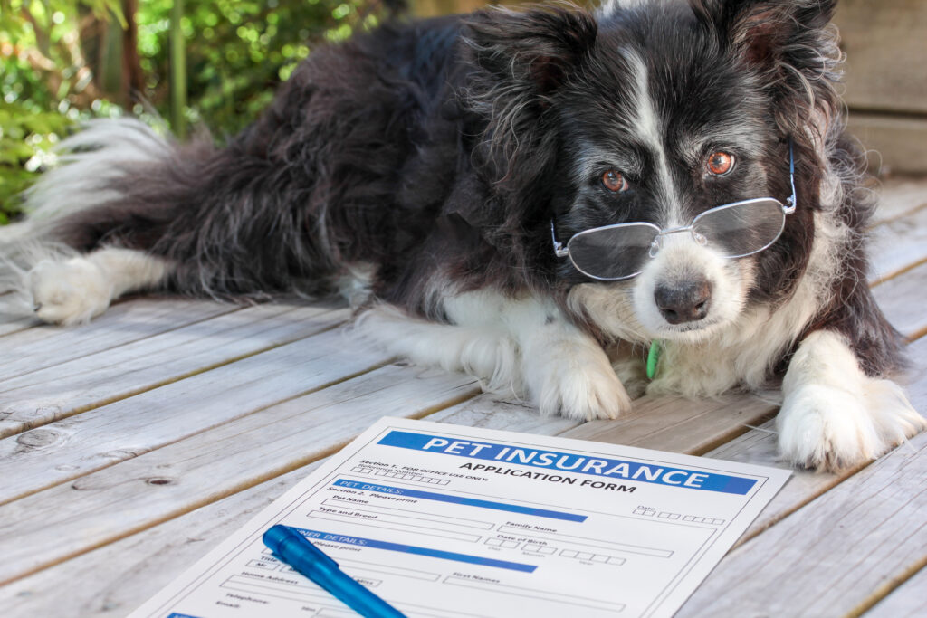 Black dog in eyeglasses lays next to pet insurance application on clipboard | Ways to pay emergency vet bills