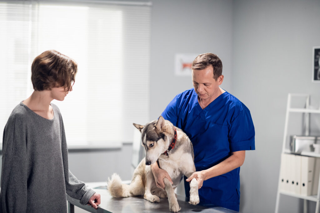 Woman stands next to Husky at vet in blue scrubs, examines paws | How to get a veterinary loan