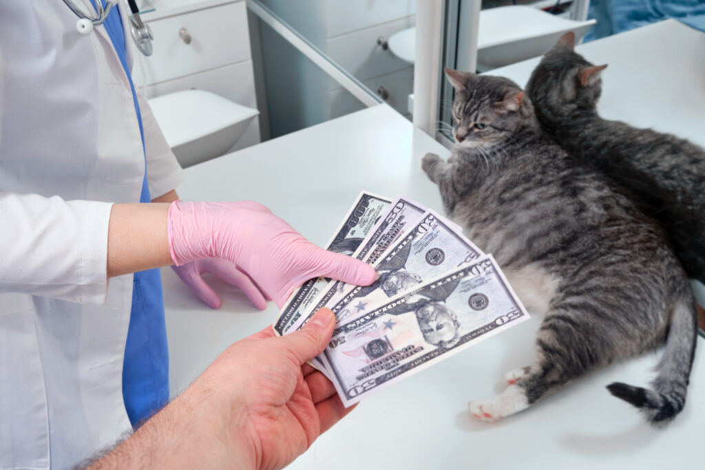 Cat lies on the exam table as owner hands vet two hundred dollars | Ways to pay emergency vet bills.